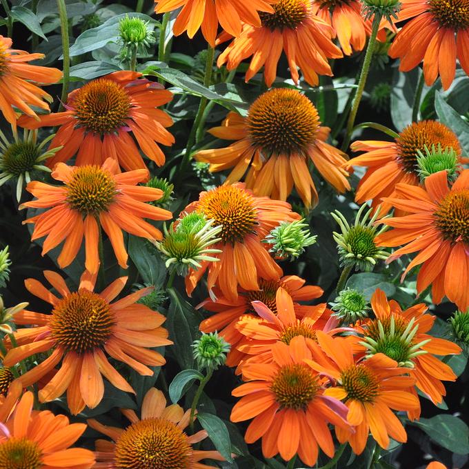 ECHINACEA Prima Saffron