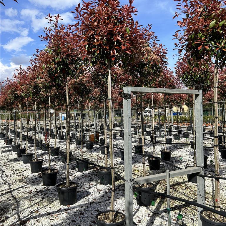 PHOTINIA SERR. RED ROBIN CLT 30 / 35   CIRC. TR. 08 - 10 CM  STD