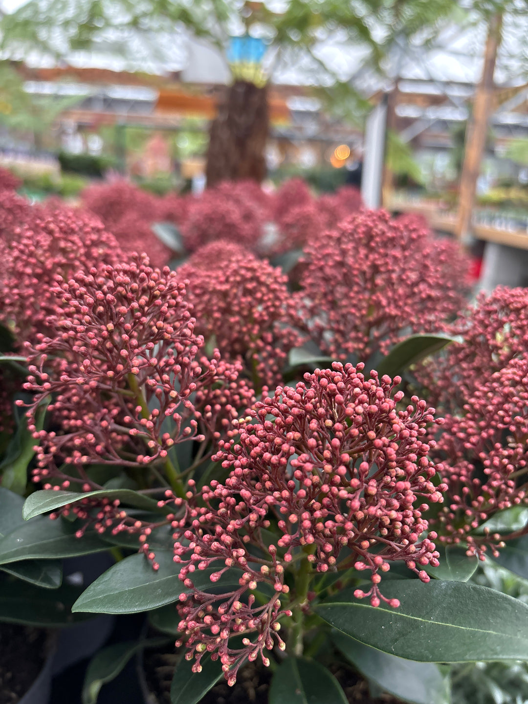 Skimmia jap. Rubella  C3  20+ flwr.