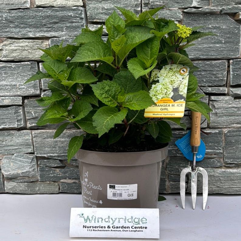 HYDRANGEA M. ICE GIRL 7.5ltr