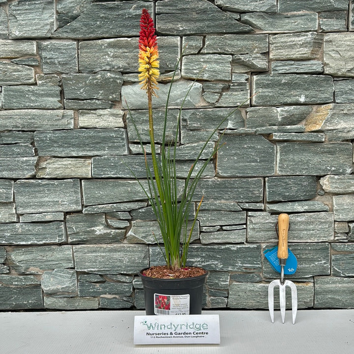 KNIPHOFIA Pyromania Rockets Red Glare