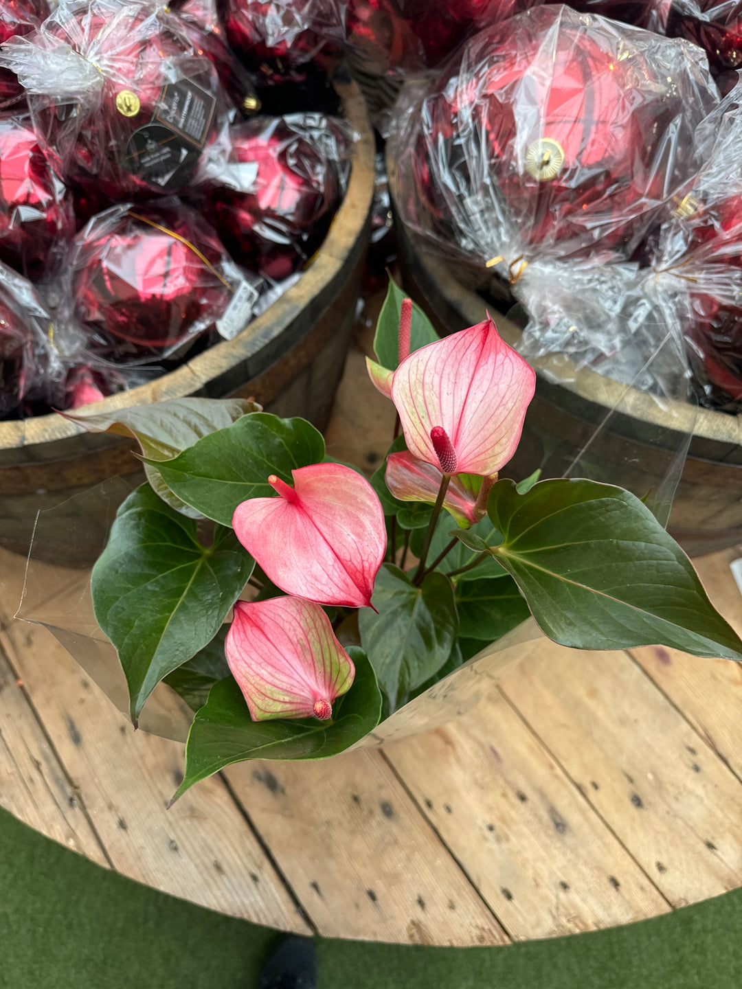 Anthurium and. Hot Lips   P17