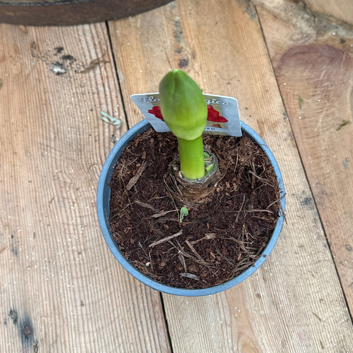 Hippeastrum ... mixed 2 bud