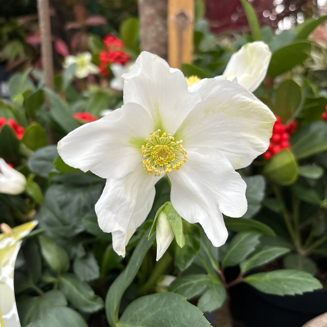 Helleborus niger Advent Star Early  P12  grade XXL