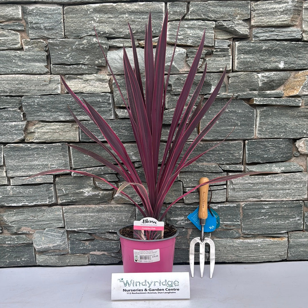 Cordyline Paso Doble