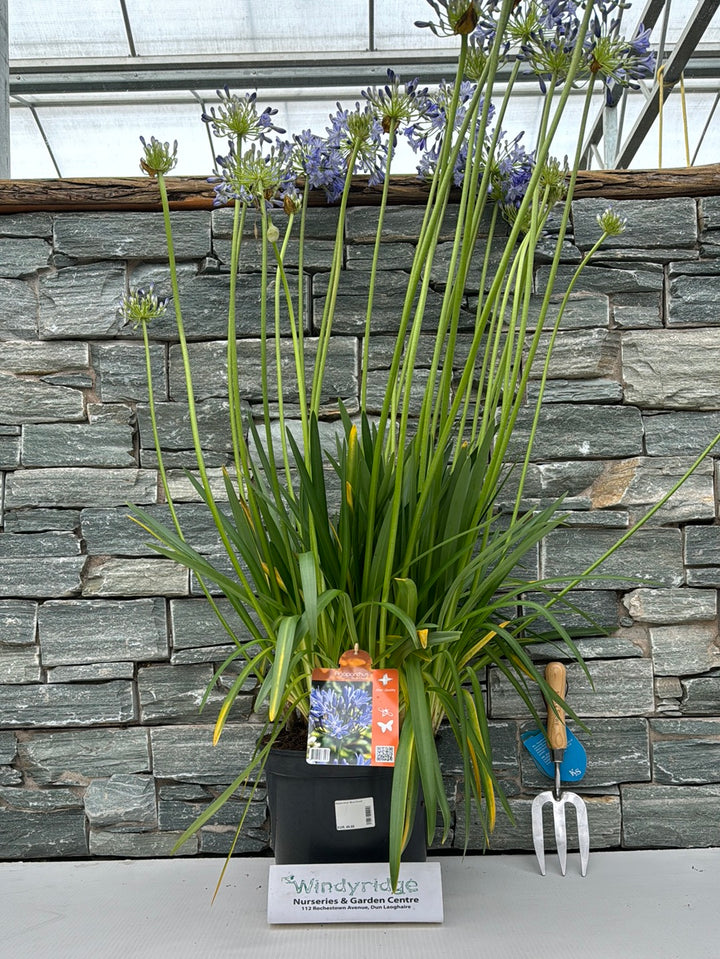 Agapanthus Blue Cloud