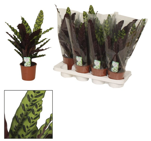 Calathea insignis  P14