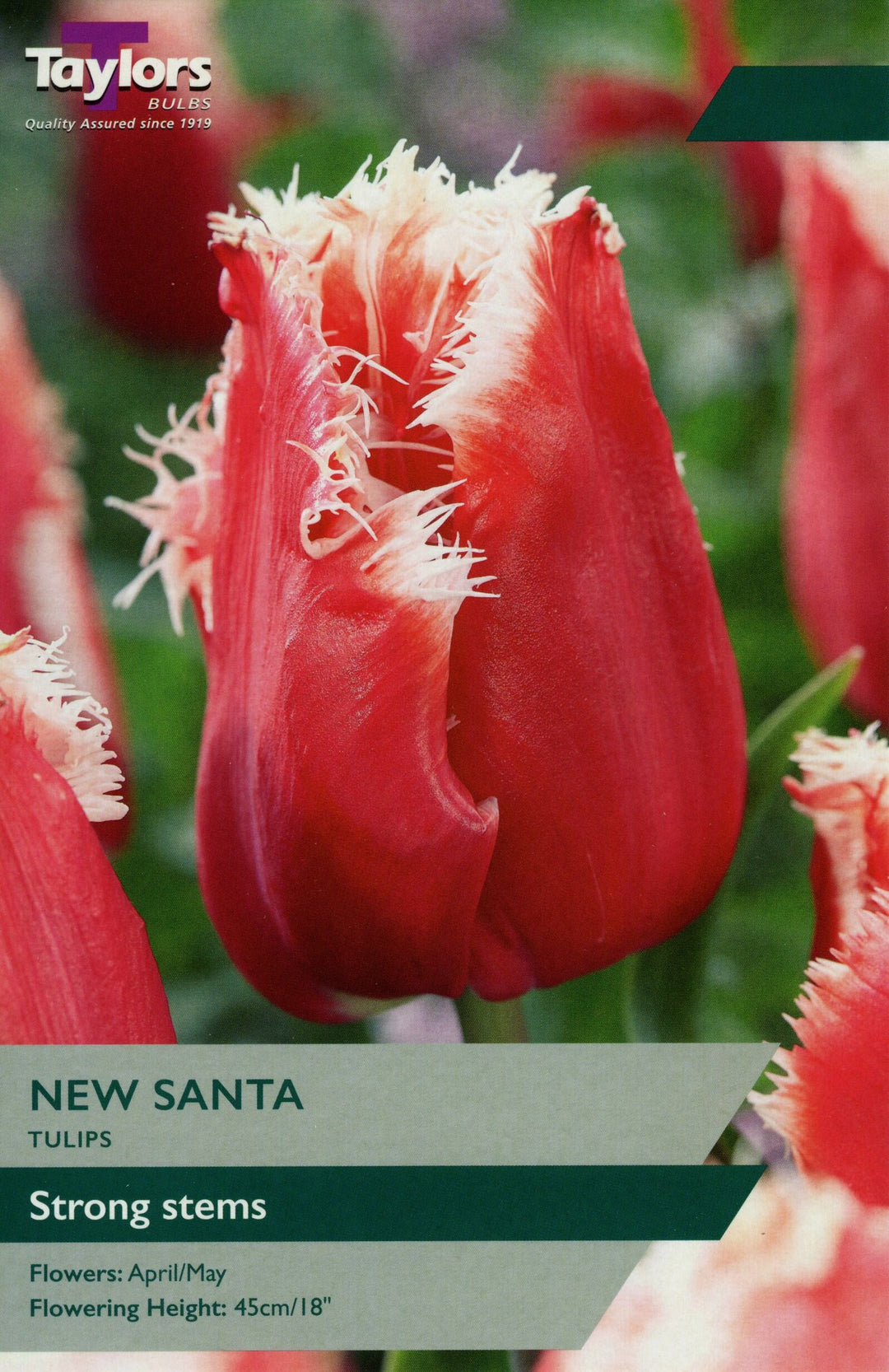 TULIP NEW SANTA X 7