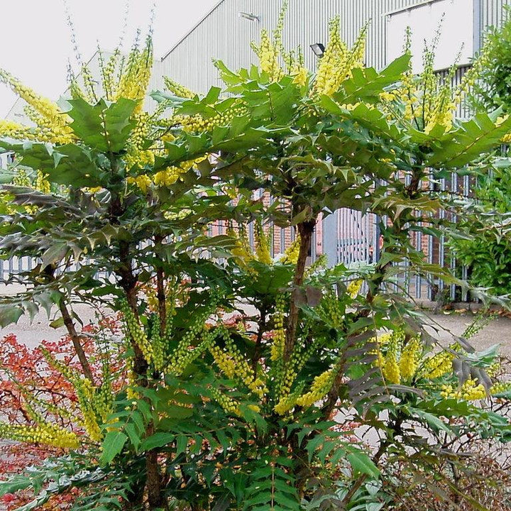 Mahonia media Winter Sun  40-50 CM C3