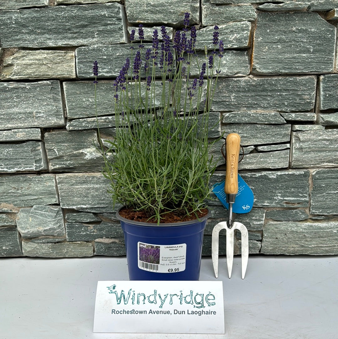 English Lavender (Lavandula Angustifolia Hidcote)