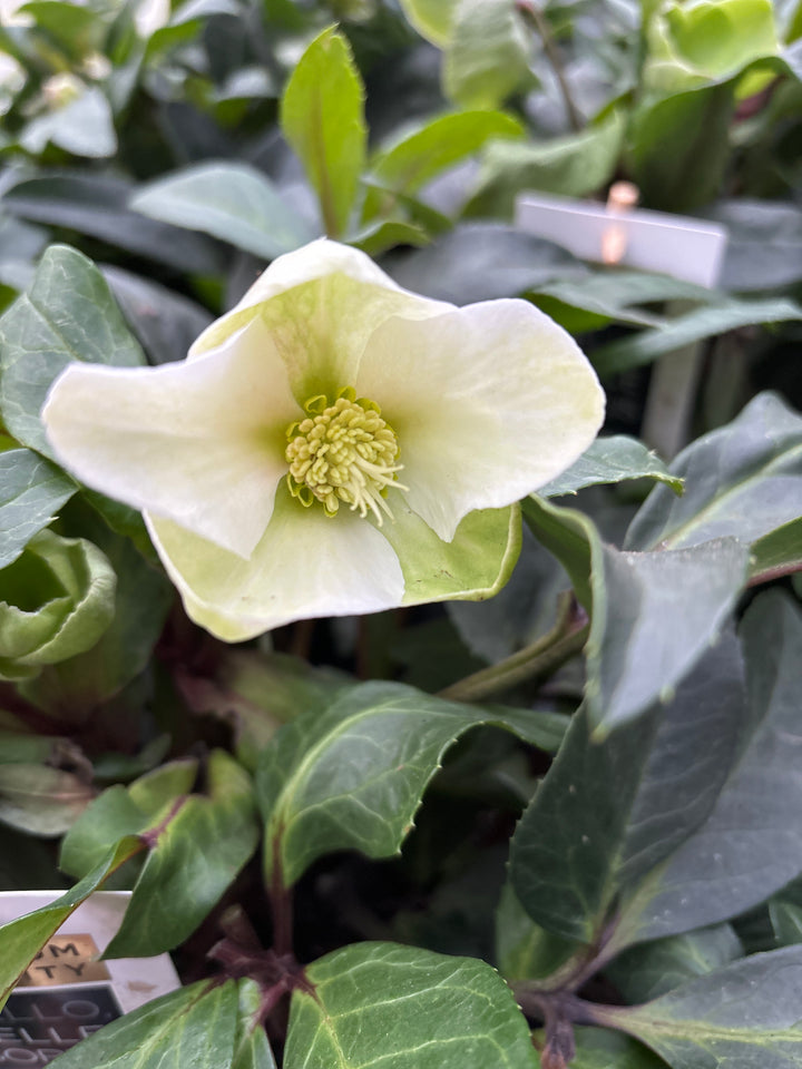 Helleborus Diamonfire  P17