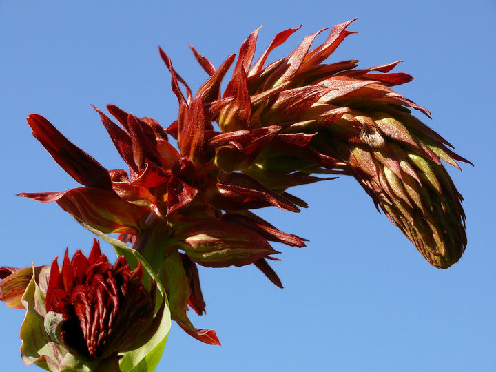 Giant Honey Flower (Melianthus Major)