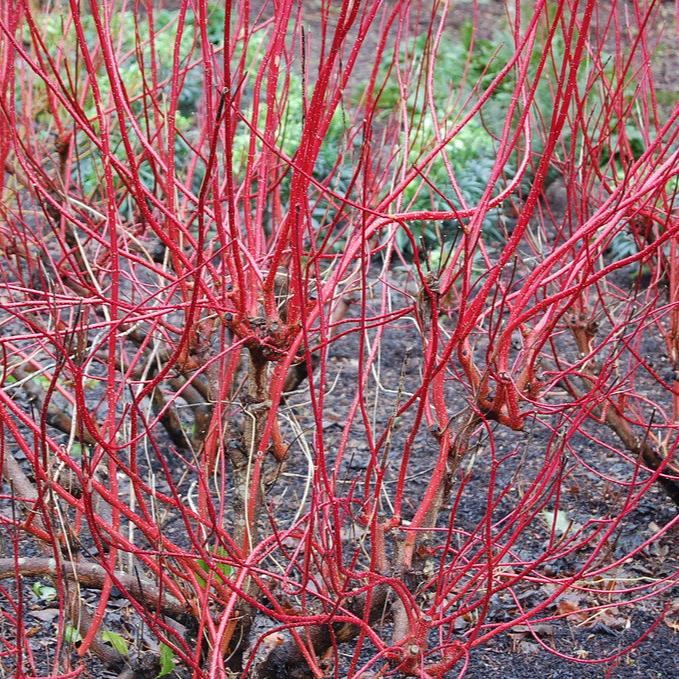 Cornus alba Sibirica