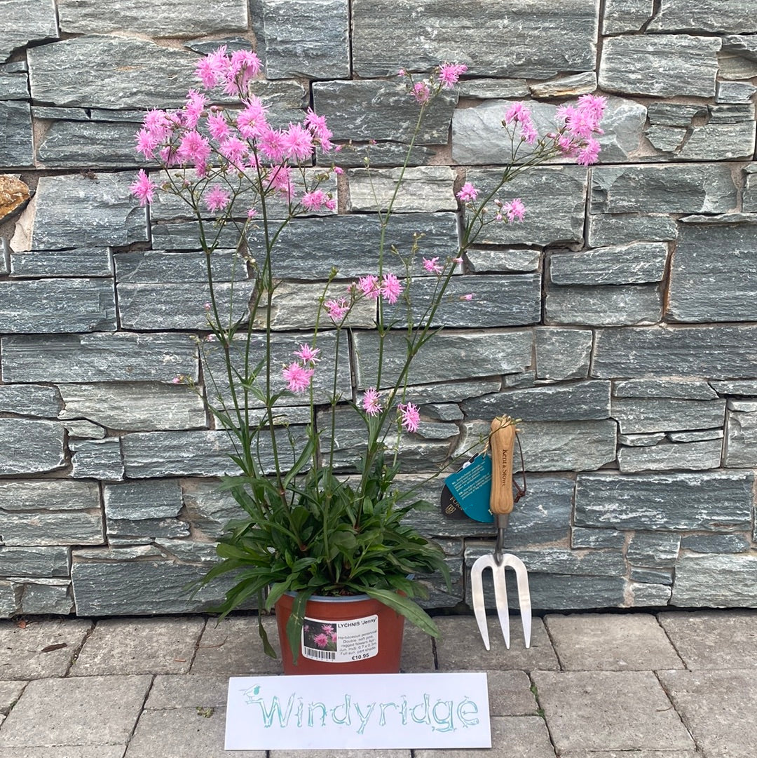 LYCHNIS Jenny