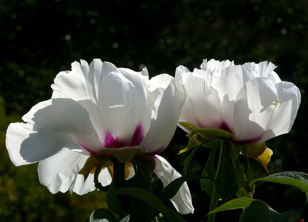 Paeonia suffruticosa