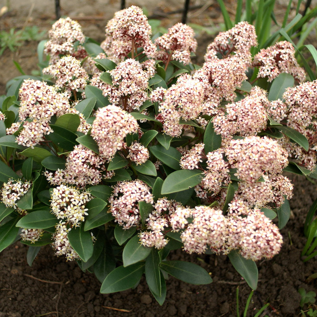 Skimmia jap. Rubella C1.5 12-15 flowers