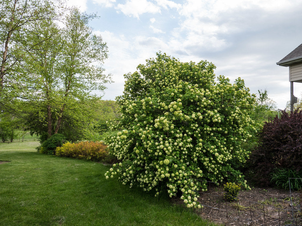 Viburnum-Opulus-Roseum-Planted