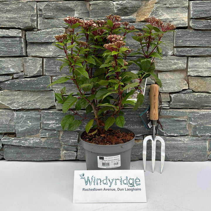 VIBURNUM TINUS EVE PRICE (NL)