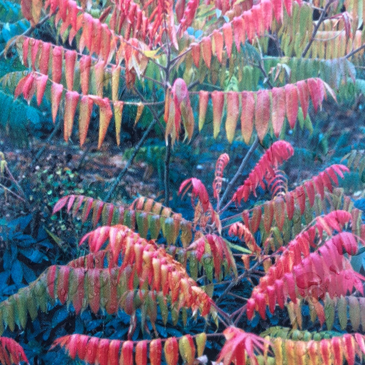 RHUS TYPHINA