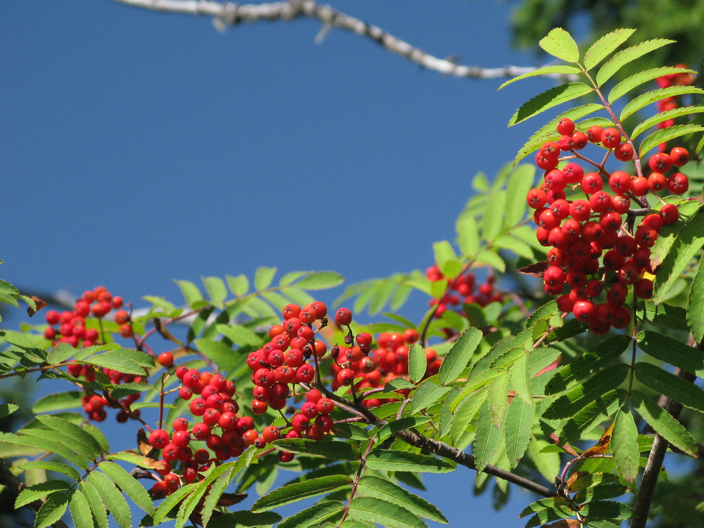 SORBUS AUCUPARIA