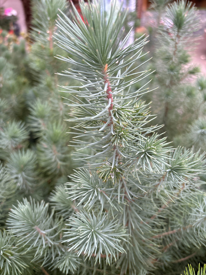 Pinus pinea Silver Crest