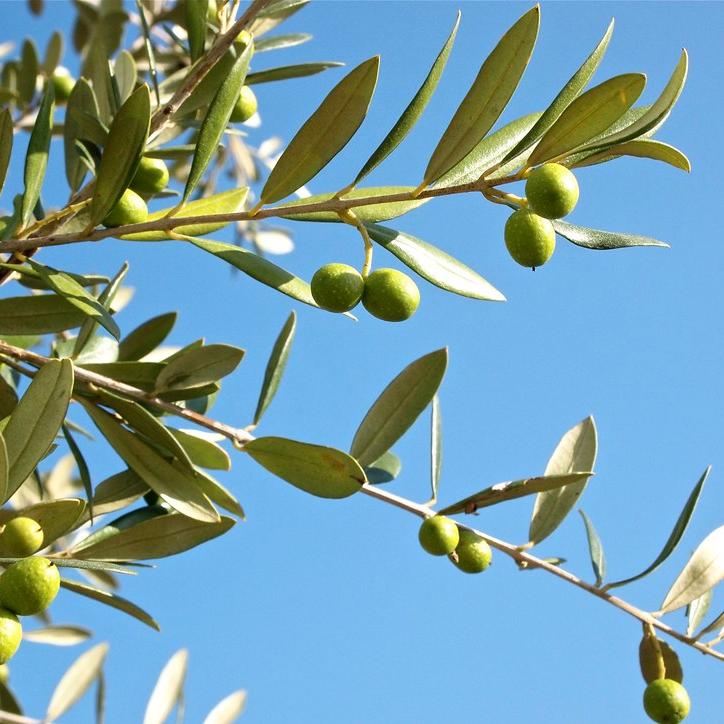 Olive Tree OLEA europea Std