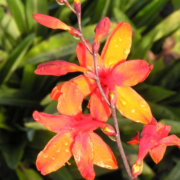 CROCOSMIA-Emily-McKenzie-Flower-2