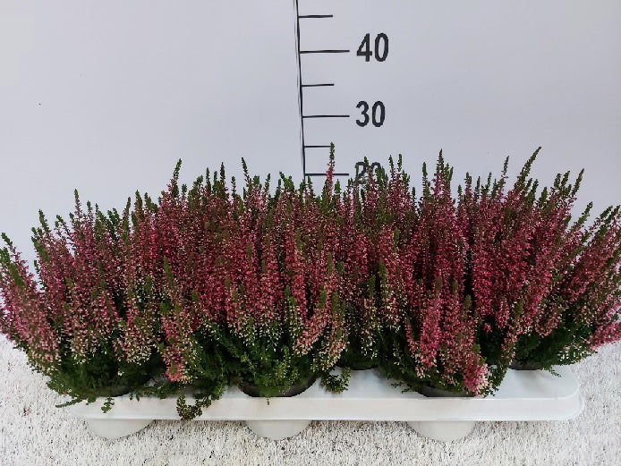 Calluna-vulgaris-Beauty-Ladies-pink-Potted-1