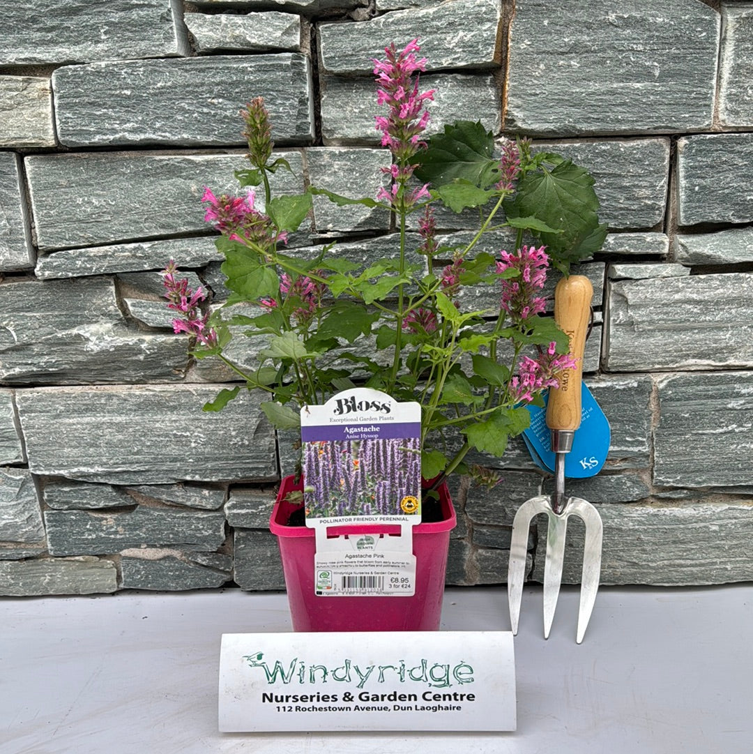 Agastache Pink