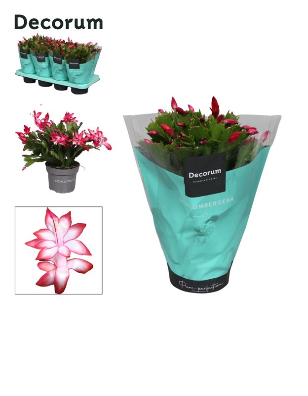 Schlumbergera red