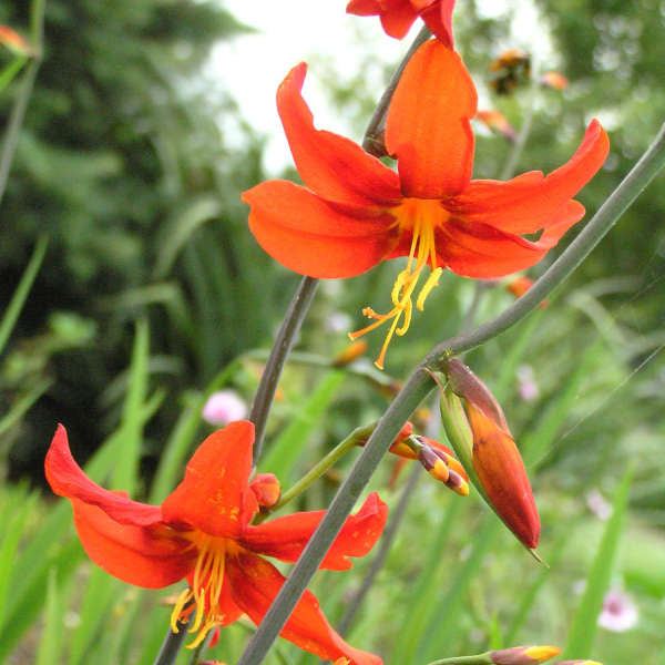 CROCOSMIA-Emily-McKenzie-Flower-1