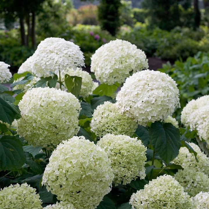 Hydrangea arbo. Strong Annabelle