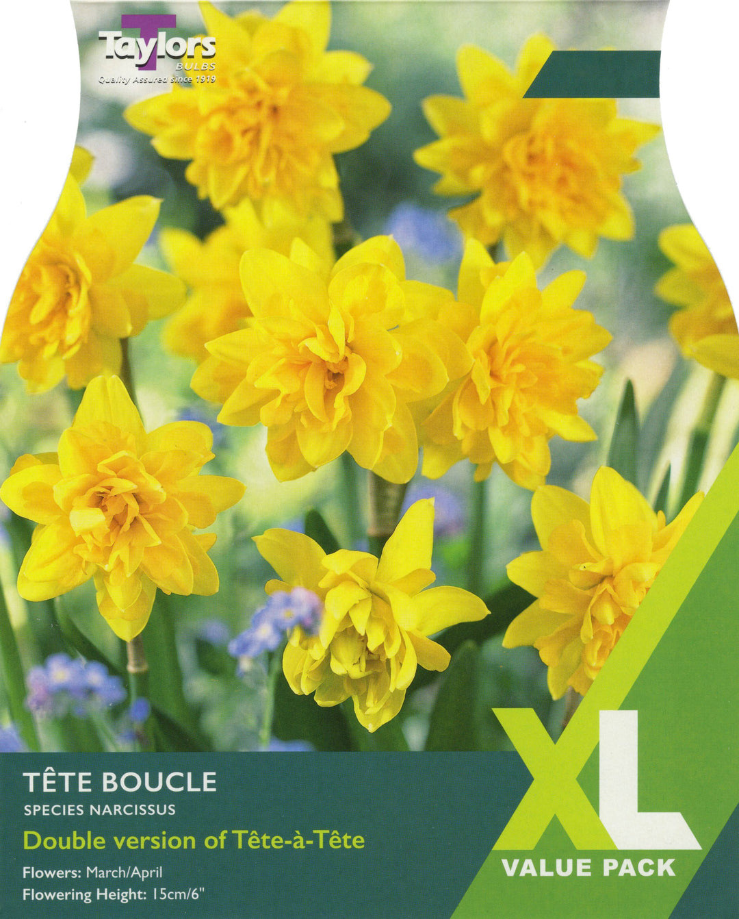 NARCISSUS TETE BOUCLE x 18