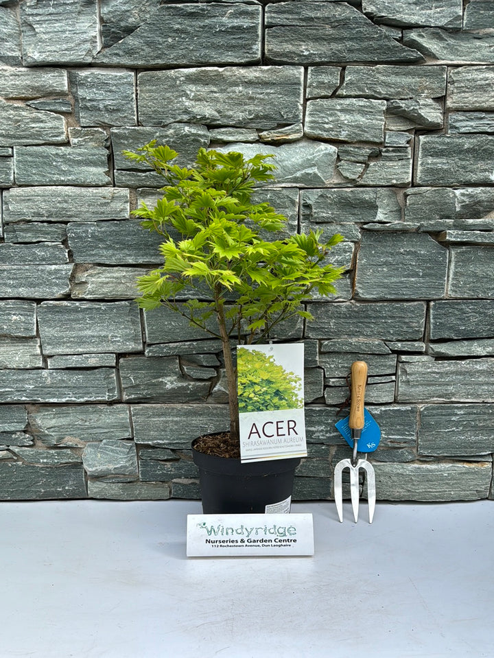 Acer shirasawanum Aureum  4 Ltr pot