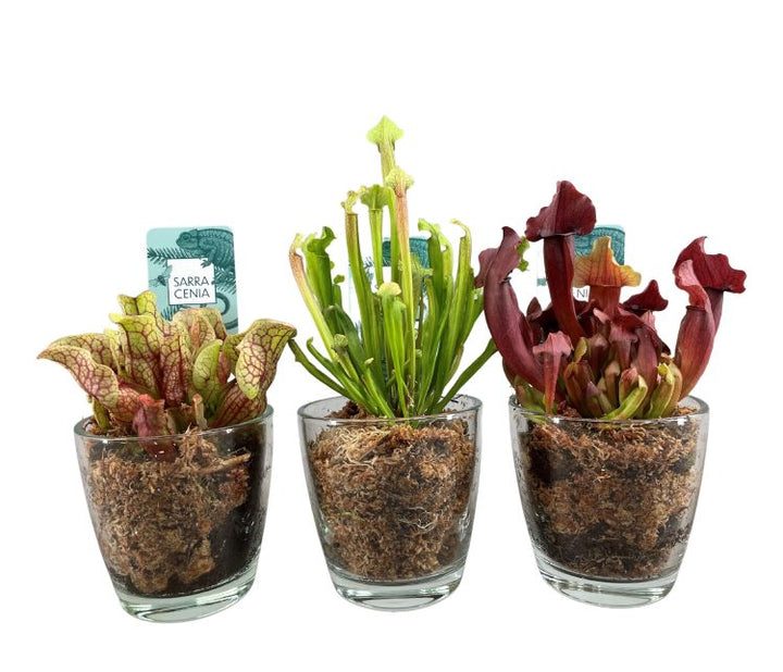 Trumpet Pitcher Plant Sarracenia mix  (13cm glass pot)