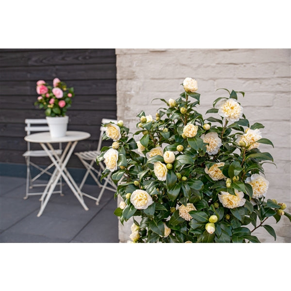 Camellia wil. Jurys Yellow