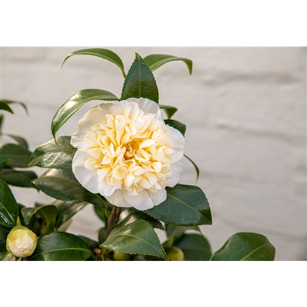 Camellia wil. Jurys Yellow