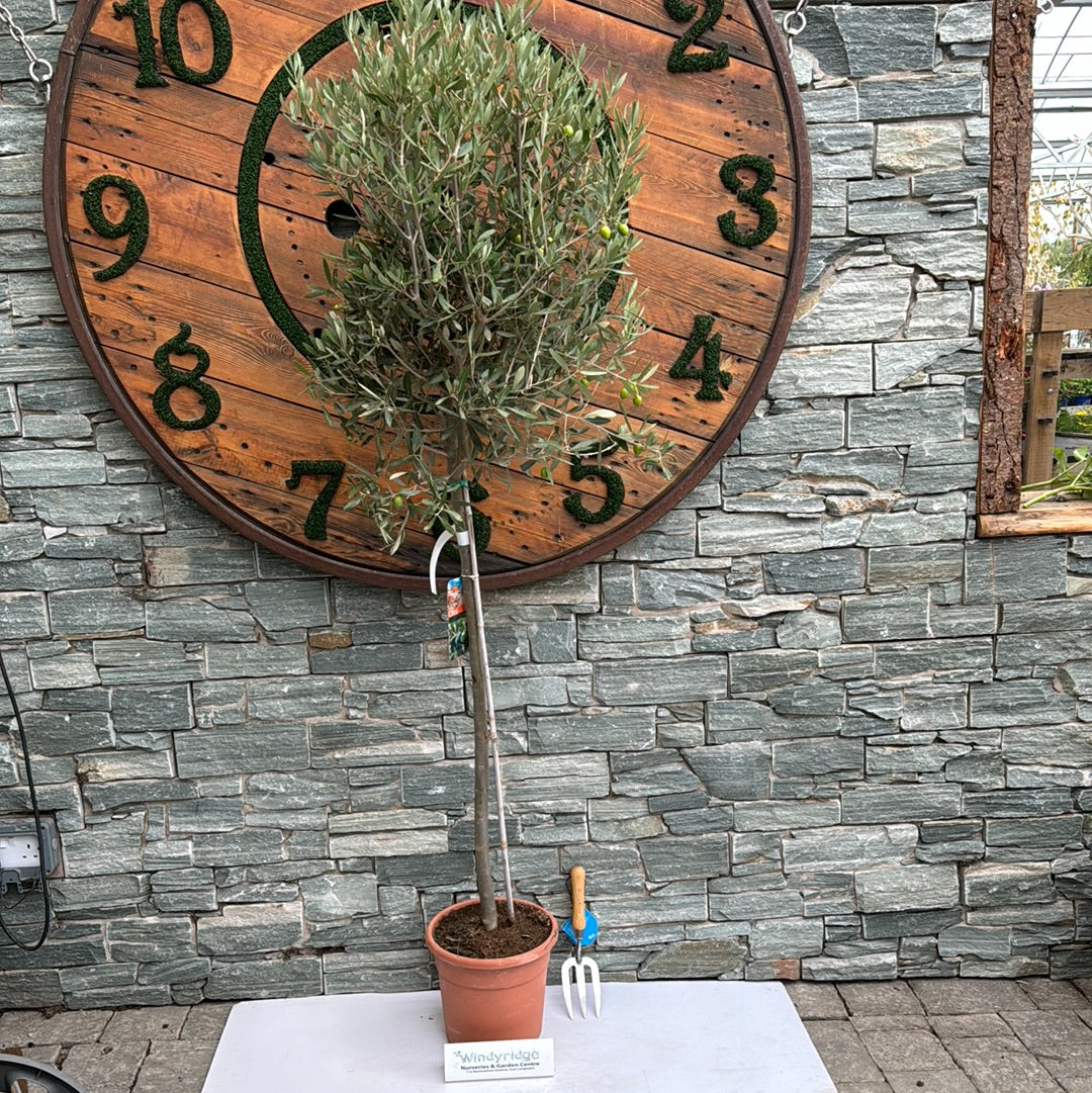 Olive Tree Olea europaea (28cm Pot)