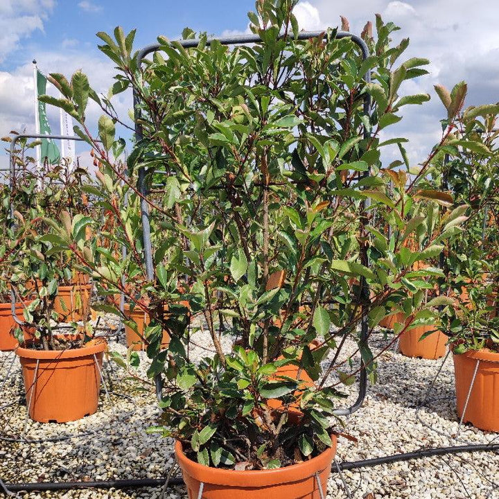 PHOTINIA SERR. RED ROBIN COMPATTA CLT 30      SPALLIERA IN METALLO 85 X 50 CM