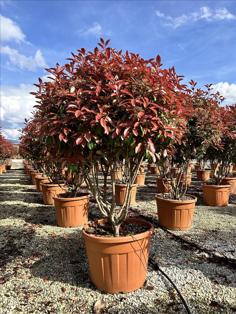 PHOTINIA SERR. RED ROBIN CIOTOLA 70 CLT 90 H 150 CM PARACADUTE ...