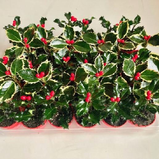 Ilex mix  6 cm pot