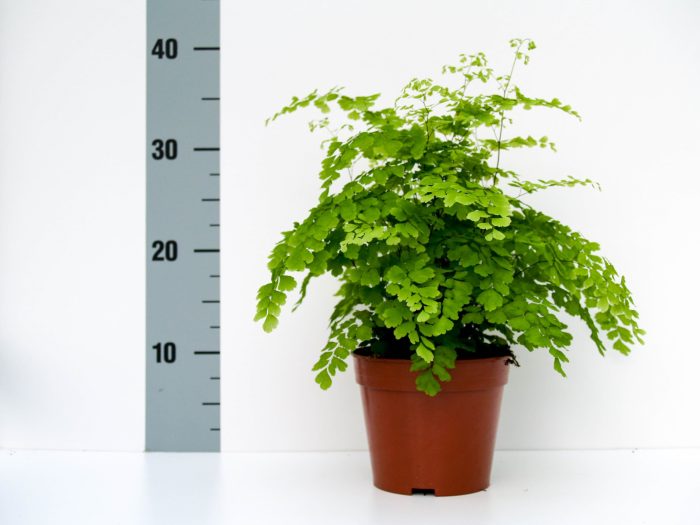 Maidenhair Fern Adiantum raddianum Fragans (14cm Pot)