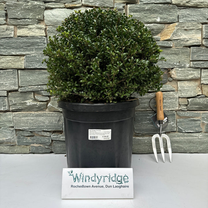 Ilex crenata Convexa  40-45 CM BALL C15