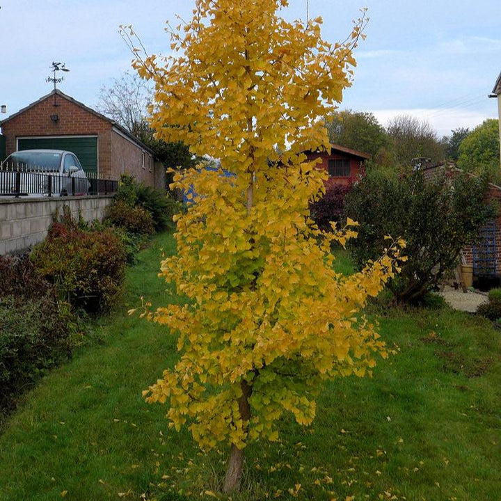 GINKGO BILOBA CLT 35 H 200 - 250 CM  CIRC. TR. 06 - 08 CM  RAMIF.