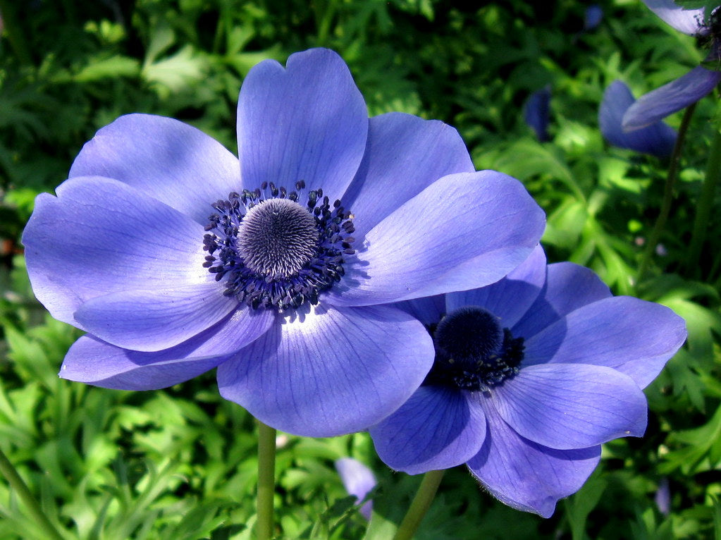 Anemone-coronaria-Mr-Fokker-Potted