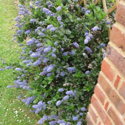 Ceanothus thyrs. repens