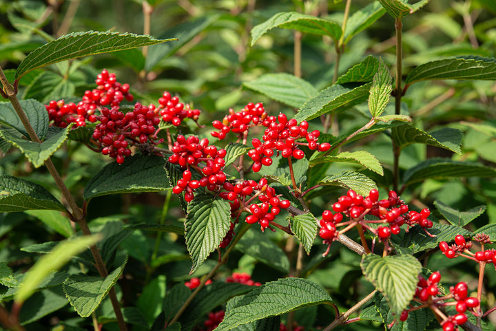 Viburnum plic. Kilimandjaro Sunrise