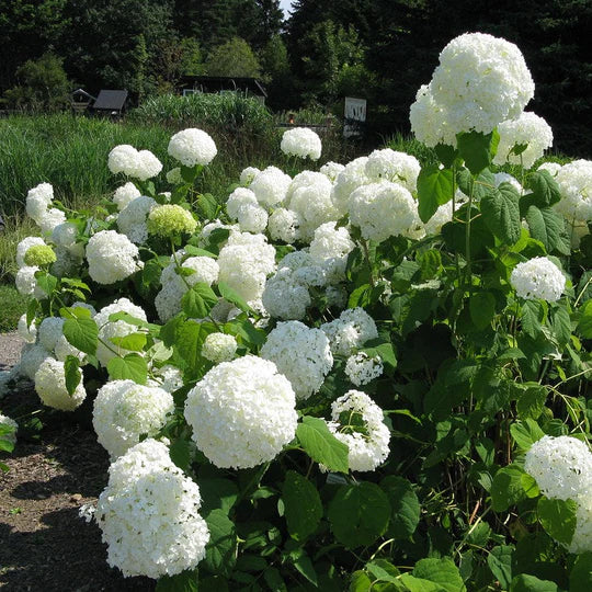 HYDRANGEA arb. Annabelle