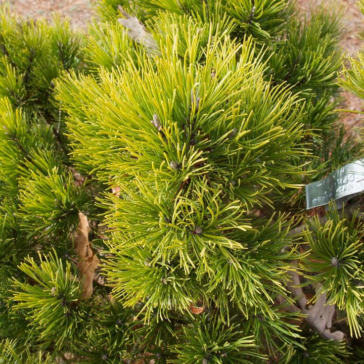 Pinus mugo Ophir  20-25 CM C5