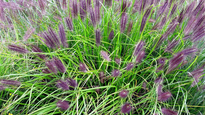 PENNISETUM alop. Red Head